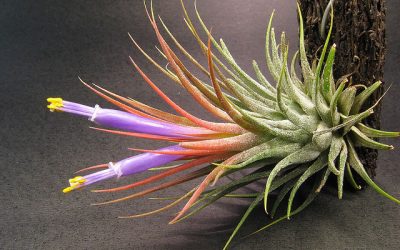 Tillandsia: Minden, amit tudni akarsz róla (Teljes útmutató)