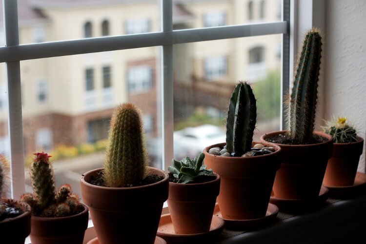 kaktuszok ablakban