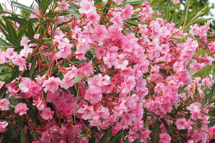 A leander megfelelő teleltetése: Így érhetsz el dús nyári virágzást