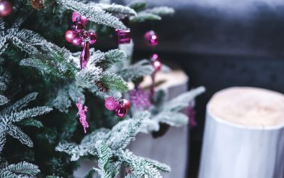 Fenyőfajták karácsonyra – Tudd meg, melyik illik legjobban hozzád